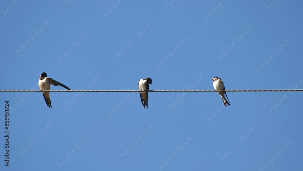 Village swallows sit on power lines in the summer. Village swallows sit on power lines in the summer.