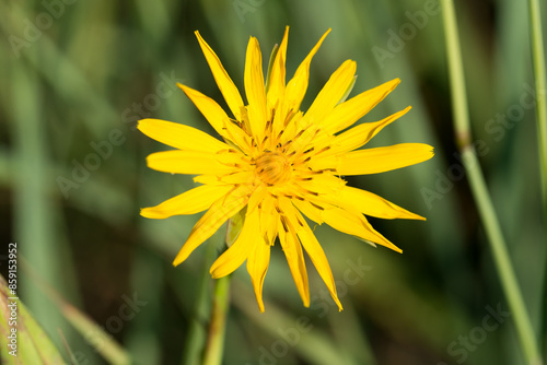 meadow salsify,.Tragopogon pratensis yellow flower closeup selective focus photo