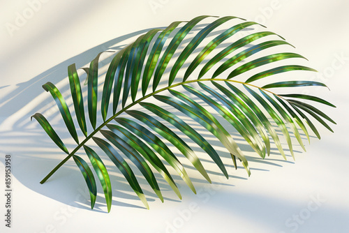 Stunning Close Up Image of a Beautiful Tropical Palm Leaf with an Artistic Shadow on a Light Background Ideal for Nature Lovers and Botanical Enthusiasts photo