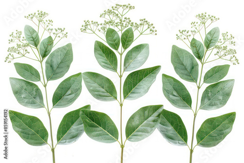 Three Green Leaves with Delicate White Flower Clusters on a White Background A Study in Botanical Symmetry and Natural Beauty in High Resolution Detail