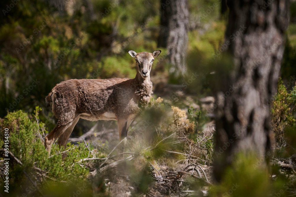 Mouflon in its natural habitat amid lush vegetation Mouflon in its natural habitat amid lush vegetation