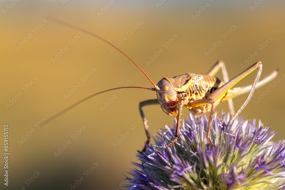 Stunning close-up of a cricket on a purple flower Stunning close-up of a cricket on a purple flower