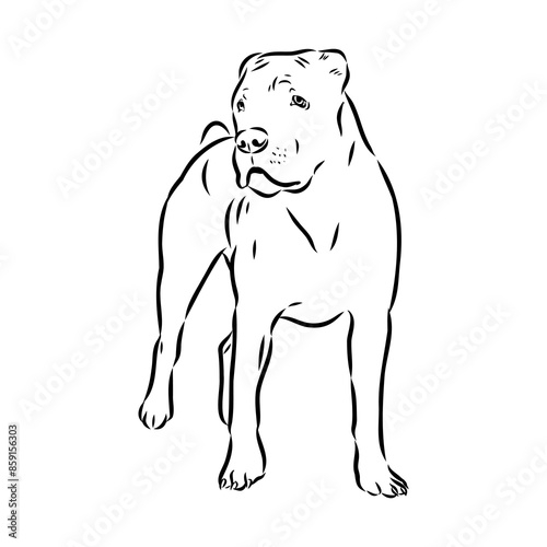 Vintage hand drawn sketch American bandog