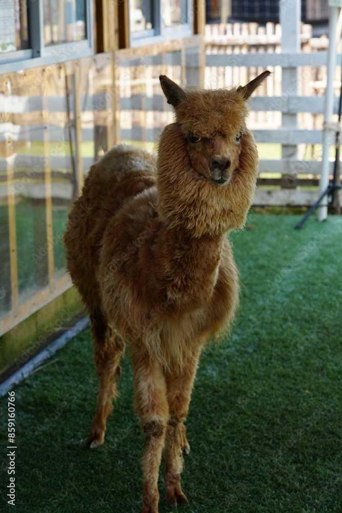 Vicugna pacos, commonly known as the alpaca, is a domesticated species of South American camelid. |羊駝 Vicugna pacos, commonly known as the alpaca, is a domesticated species of South American camelid. |羊駝