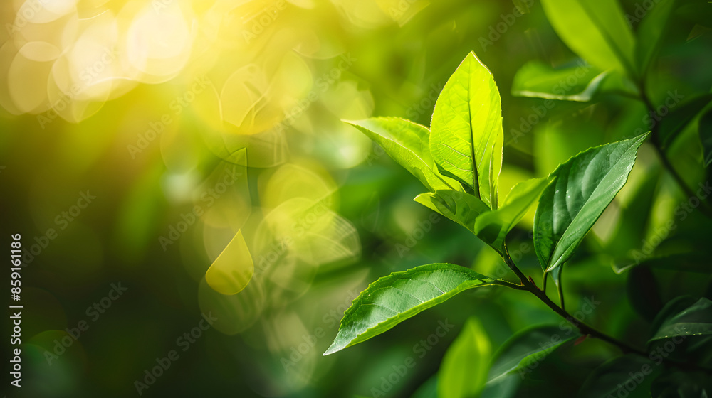 Fresh green leaf and overexposure of sunlight and flare filter on green nature blurred background at public park in morning, greenery season background, close up and selective focus by macro lens
Fresh green leaf and overexposure of sunlight and flare filter on green nature blurred background at public park in morning, greenery season background, close up and selective focus by macro lens