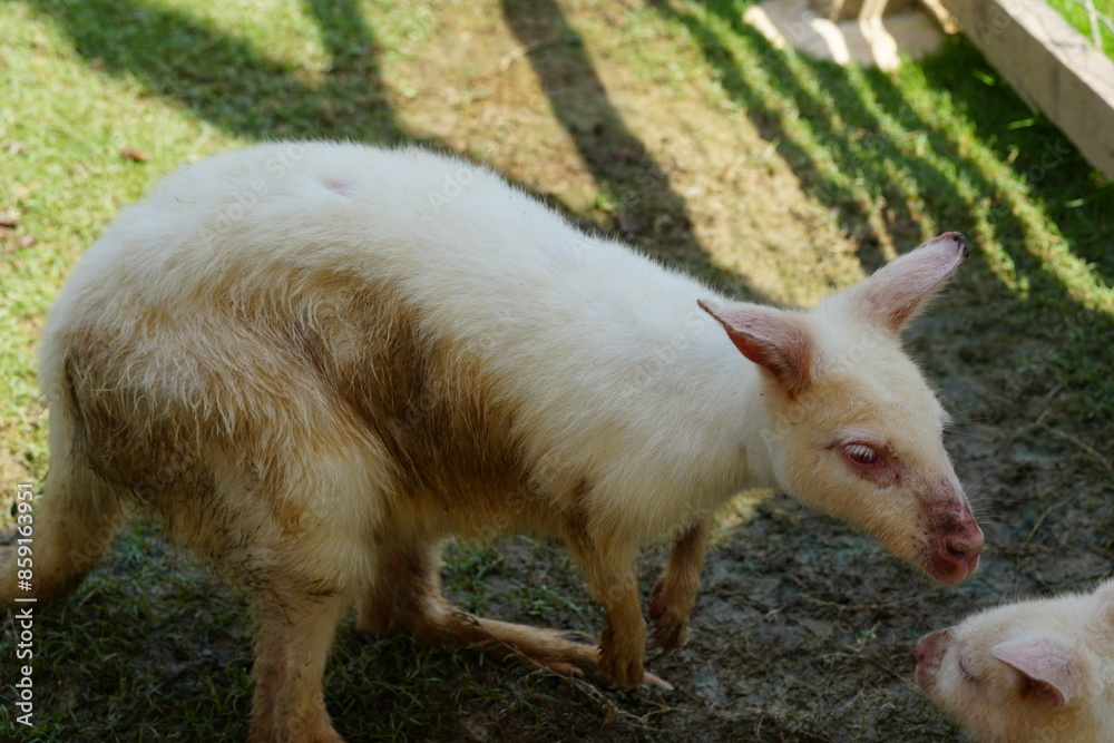 White kangaroos, like white peafowl, are not a separate species but rather a rare color morph of the common kangaroo species, typically the red kangaroo (Macropus rufus) |白袋鼠 White kangaroos, like white peafowl, are not a separate species but rather a rare color morph of the common kangaroo species, typically the red kangaroo (Macropus rufus) |白袋鼠