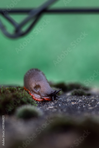 Limaco