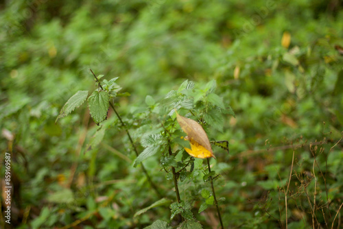 Walking through the middy forest paths around Hertford through the leaves and branches as the colder months of the year wrap themselves around the world