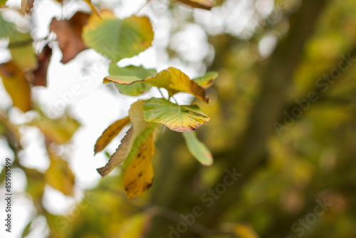 Walking through the middy forest paths around Hertford through the leaves and branches as the colder months of the year wrap themselves around the world