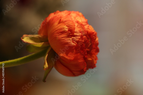 Vibrant flowers sitting underneath the UK sun
