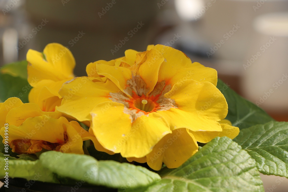 Fototapeta premium Vibrant flowers sitting underneath the UK sun