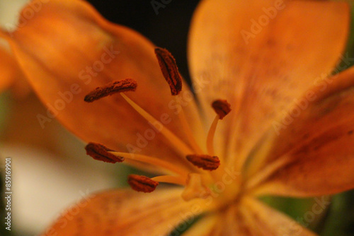 Vibrant flowers sitting underneath the UK sun