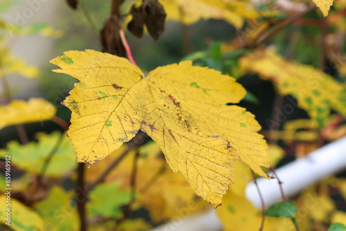 Walking through the middy forest paths around Hertford through the leaves and branches as the colder months of the year wrap themselves around the world