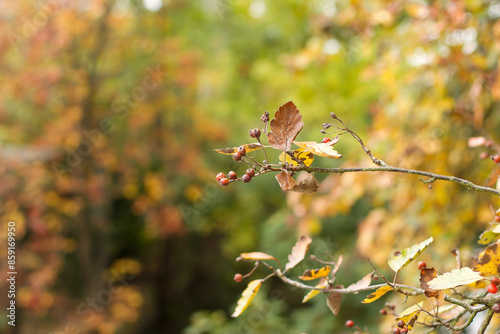 Walking through the middy forest paths around Hertford through the leaves and branches as the colder months of the year wrap themselves around the world