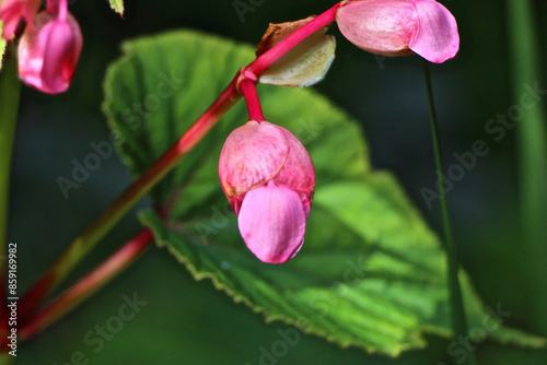 Vibrant flowers sitting underneath the UK sun