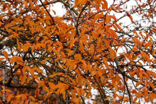 Walking through the middy forest paths around Hertford through the leaves and branches as the colder months of the year wrap themselves around the world