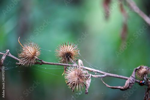Walking through the middy forest paths around Hertford through the leaves and branches as the colder months of the year wrap themselves around the world
