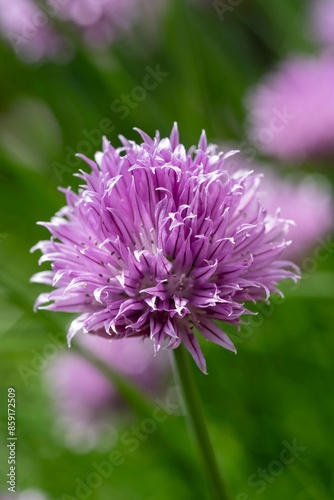 A purple chive blossom with delicate petals against a soft green background.