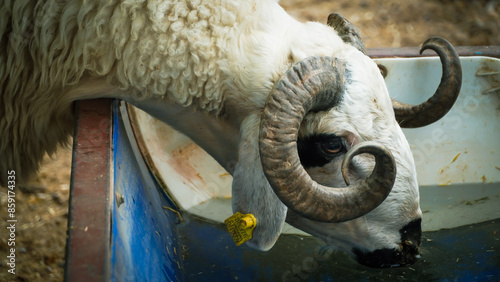 Cuadro en lienzo A local and traditional sacrificial animal market held before Eid al-Adha