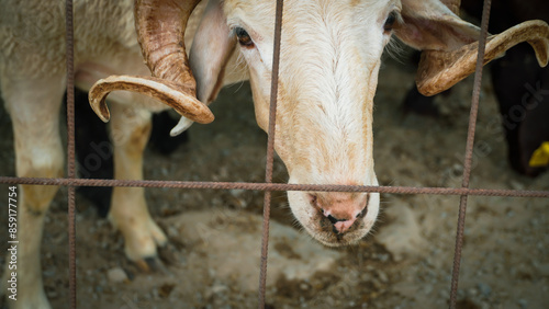 Fotografia A local and traditional sacrificial animal market held before Eid al-Adha