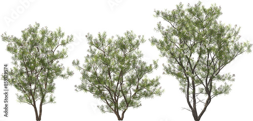 blooming desert willow tree hq arch viz cutout plants