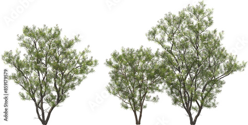 Obraz na płótnie blooming desert willow tree hq arch viz cutout plants w salonie