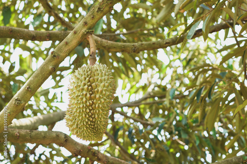Durian fruit on the tree Durian fruit on the tree