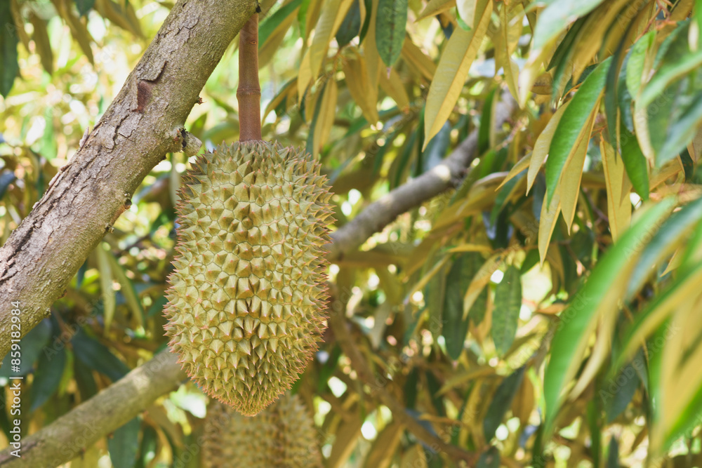 Durian fruit on the tree Durian fruit on the tree