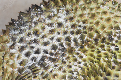 Close-up photo of moldy durian fruit