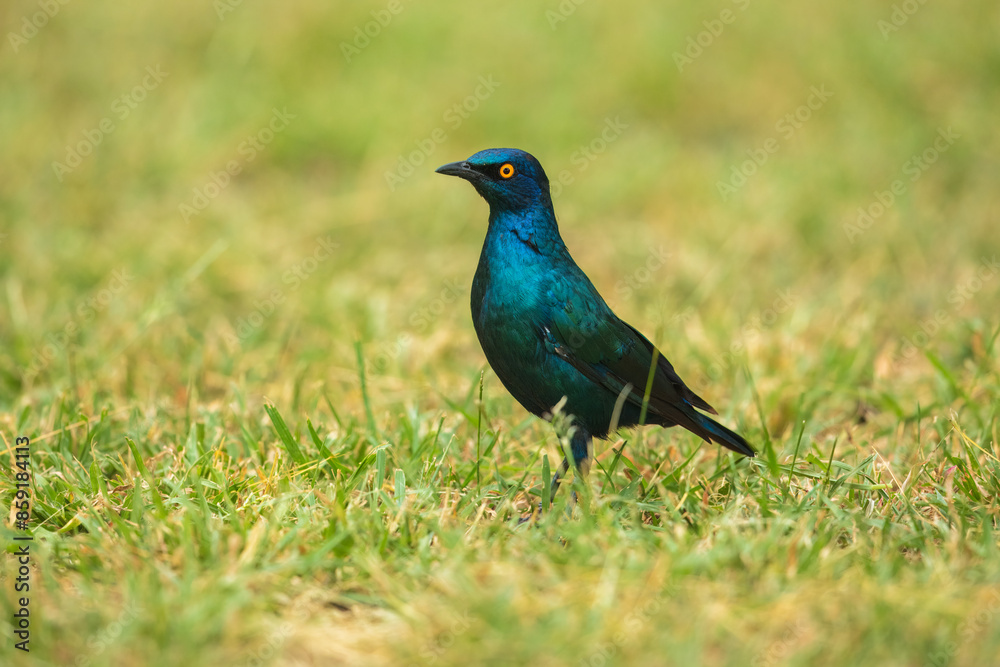 Obraz premium Lesser Blue-eared Starling (Lamprotornis chloropterus), in the Kruger National Park South Africa