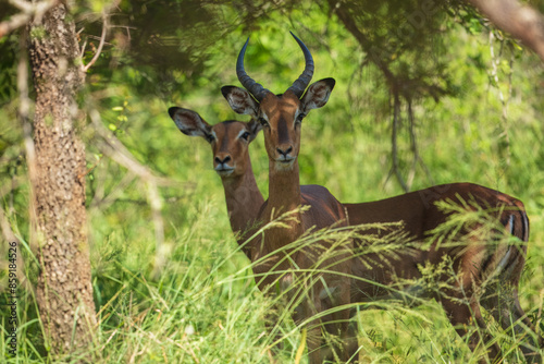 Two young Common Impala bonding in Kruger National park, South Africa ; Specie Aepyceros melampus family of Bovidae