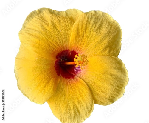 hibiscus flower yellow isolated background die cut photo