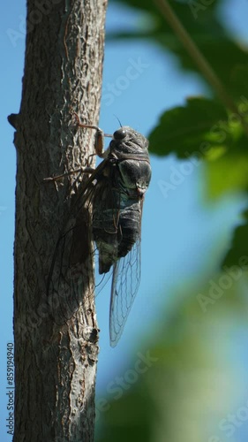 A cicada sits on a tree at summer, closeup shot. Singing loudly to call the female. Intense buzzing of cicadas. Cicada Lyristes plebejus. Vertical video photo