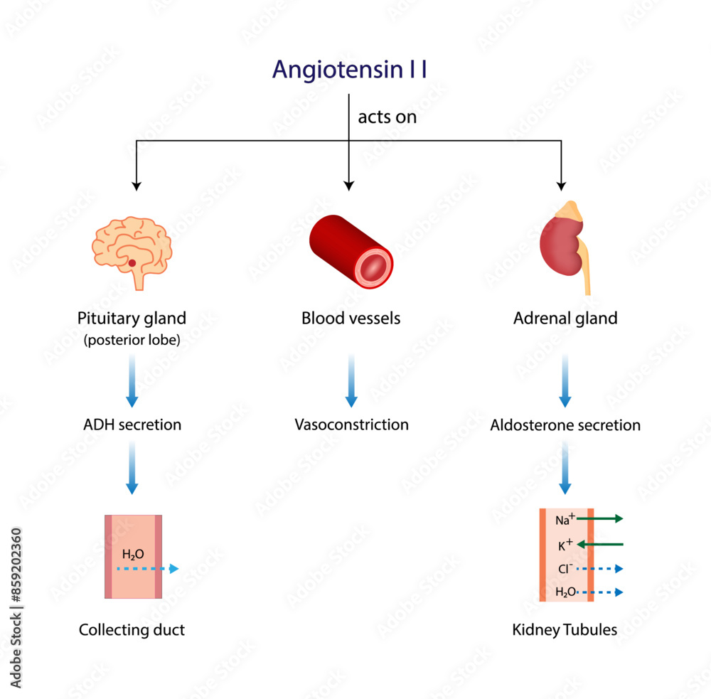 Angiotensin II acts on blood vessels, Adrenal gland and Pituitary gland ...