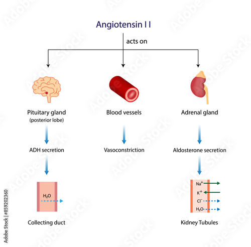 Angiotensin II acts on blood vessels, Adrenal gland and Pituitary gland. Renin-Angiotensin-Aldosterone System, RAAS. Vector illustration.
