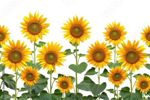 Vibrant sunflowers with bright yellow petals in full bloom under a clear sky, symbolizing joy and positivity.