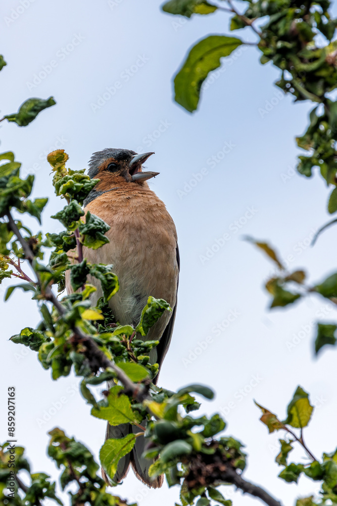 Chaffinch (Fringilla coelebs) - Commonly Found in Europe, North Africa, and Western Asia Chaffinch (Fringilla coelebs) - Commonly Found in Europe, North Africa, and Western Asia