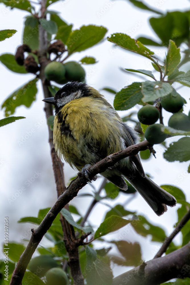Fototapeta premium Great Tit (Parus major) - Commonly Found in Europe, Asia, and North Africa