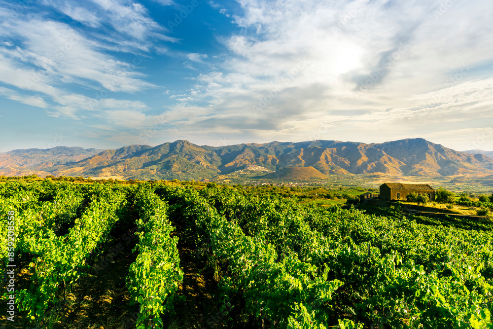 green rows of wineyard with grape on a winery during sunset with amazing mountains and clouds on background green rows of wineyard with grape on a winery during sunset with amazing mountains and clouds on background