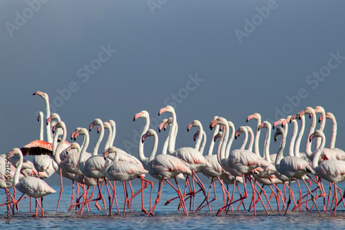 African wild birds. A flock of great flamingos on the blue lagoon against the bright sky