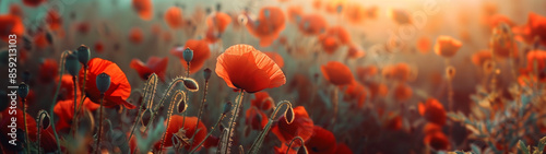 poppy flowers in the sunset, Veterans day concept, created with generative AI technology