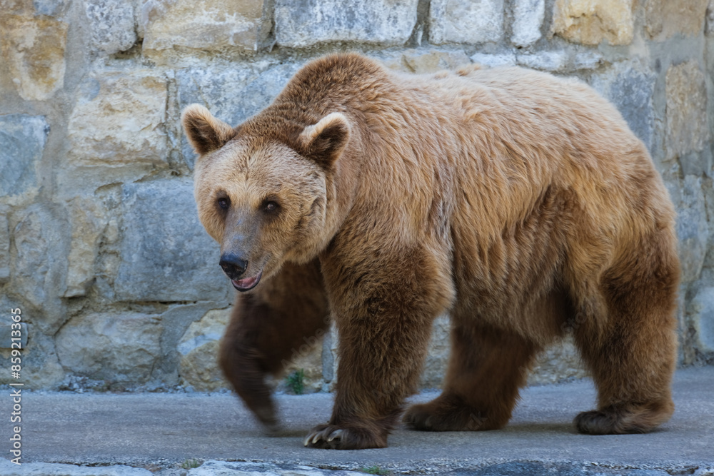 urso pardo no zoologico