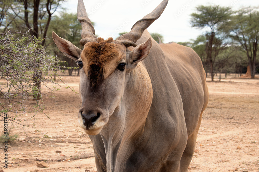 Fototapeta premium Wildlife animals. Common eland or Eland antelope in the national park, Namibia