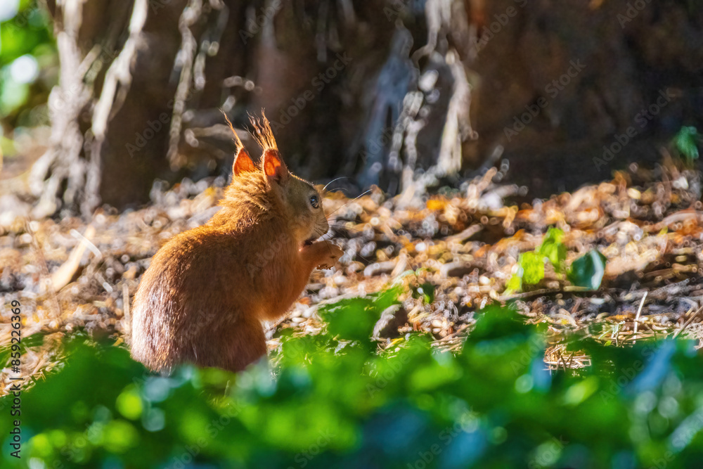 cute young squirrel playing on green meadow at park cute young squirrel playing on green meadow at park