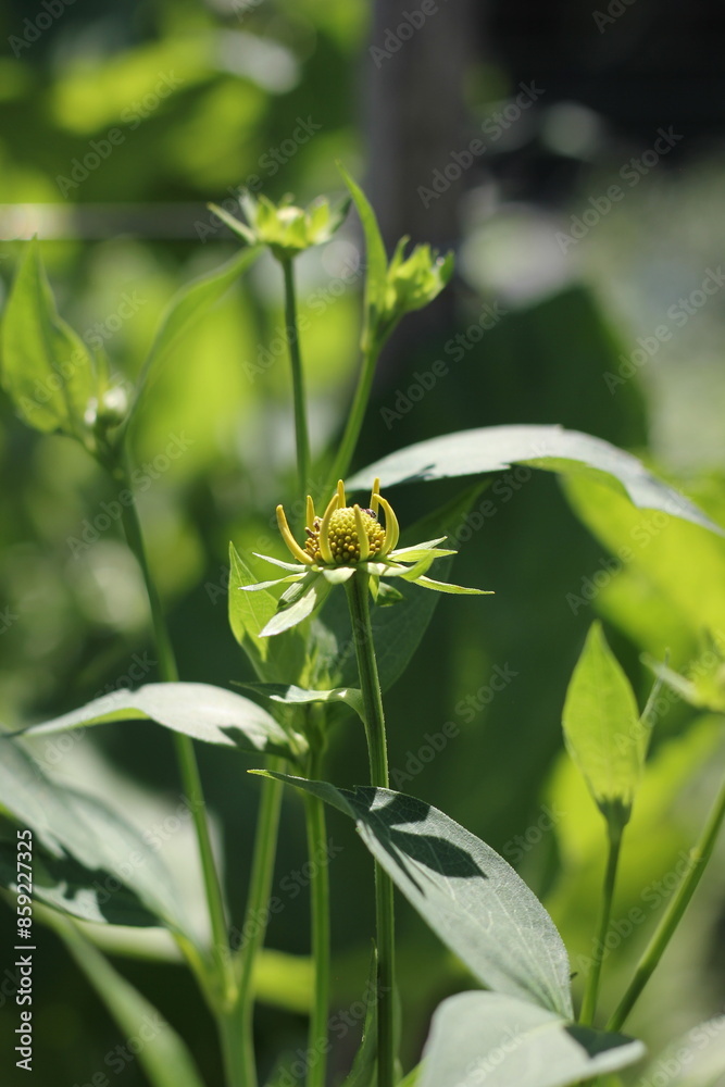 Fototapeta premium A bright yellow tomato plant flower.