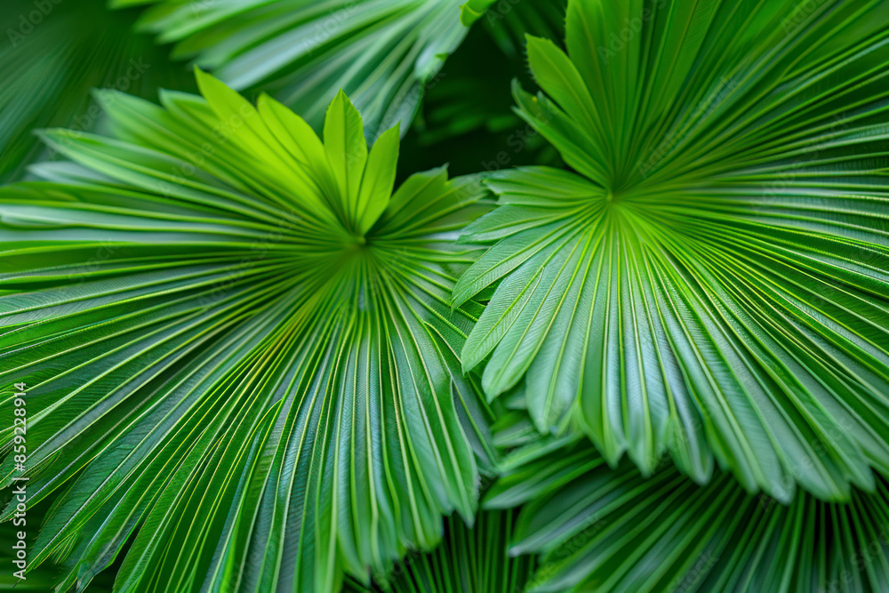 Close-up of detailed rainforest jungle leaves for background. Close-up of detailed rainforest jungle leaves for background.