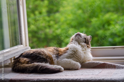 Curious ginger cat lying on windowsill at home looking up. Fluffy cute pet, greenery background © Elena