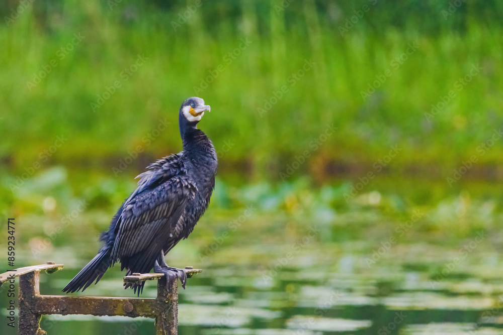 A black bird cormorant is standing on a wooden post near a body of water A black bird cormorant is standing on a wooden post near a body of water