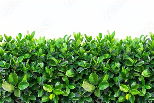 Wallpaper Mural Green Bush Border Against White Background Torontodigital.ca