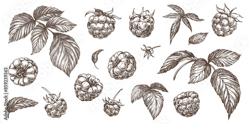 Set of vector drawings of Raspberries. Berries, flowers, leaves. Engraving style illustration. Farm harvest isolated on white background. Great for label, poster, print, logo. Vector.
